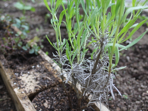 43.	Alfazema (Lavandula angusti folia)
Data da fotografia: 11/06/2018
Utilidade/ função na horta: Atrai muitas espécies de borboletas. Repelente eficaz contra formigas e afídeos.